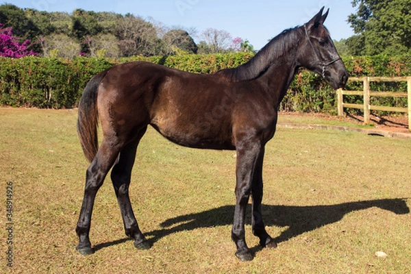 Fototapeta Portrait of a chestnut horse in a field