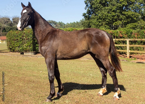 Fototapeta Portrait of a chestnut horse in a field