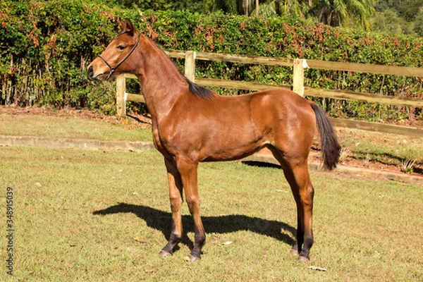 Obraz Portrait of a chestnut horse in a field