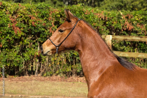 Fototapeta Portrait of a chestnut horse in a field