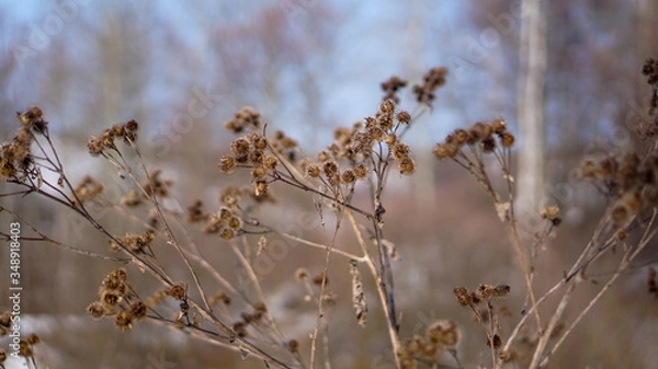 Obraz grass in the snow