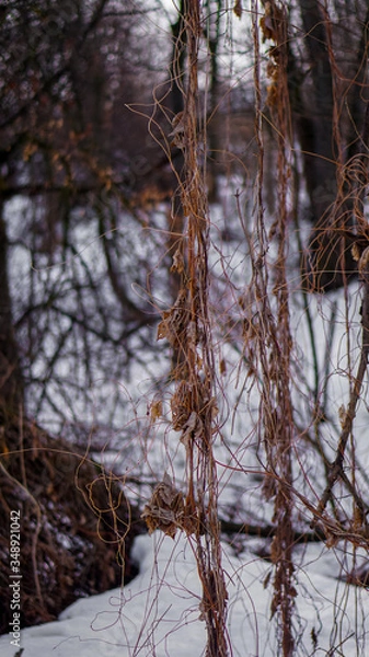 Fototapeta plants in the forest close up in winter