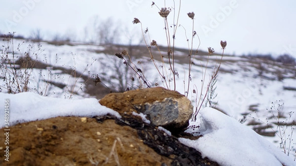 Fototapeta stone with a plant in winter