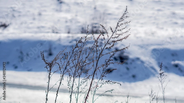 Fototapeta plants  close up in winter