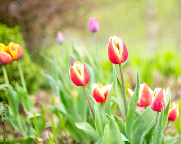 Obraz kwitnące  tulipany wiosenne kwiaty 