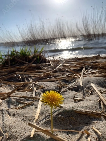 Obraz cactus on the beach