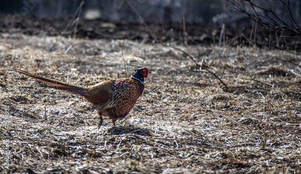 Obraz Pheasant walking on yard 