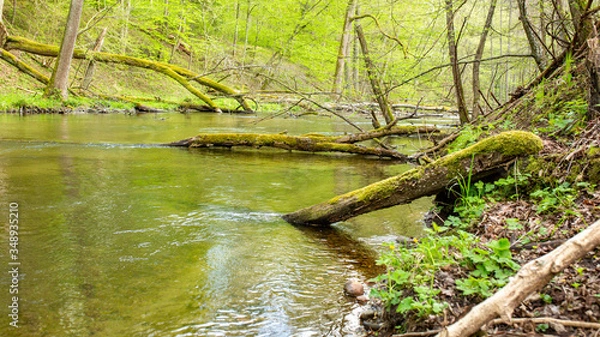 Obraz rzeka wiosną wśród powalonych drzew