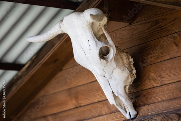 Obraz cow skull