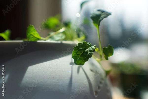 Obraz jeunes pousse 1