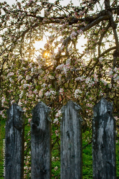 Obraz kwitnąca jabłoń zachód słońca