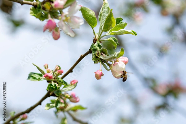 Obraz kwitnący kwiat jabłoni wiosną