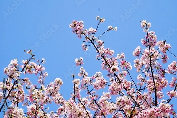 Obraz Cherry blossoms are blooming in bright sunlight on the cherry​ blossom tree.