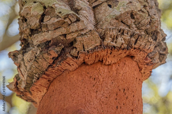 Obraz cork tree bark close up, contrast, texture and copy space