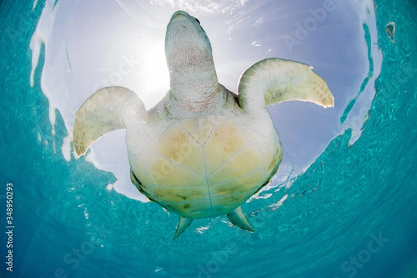 Fototapeta Green Turtle swimming