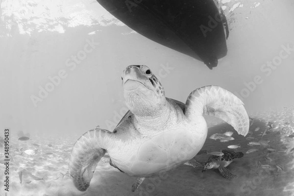 Fototapeta Green Turtle swimming