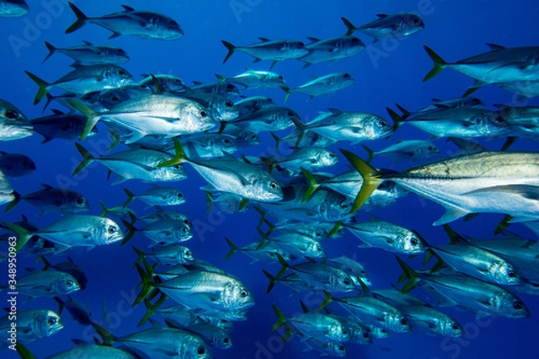 Fototapeta Cardumes