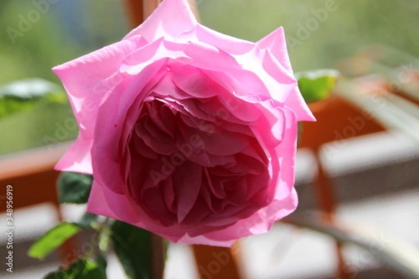 Obraz Pink Rose