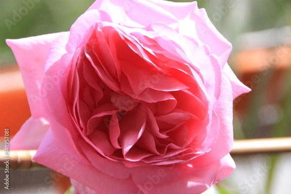 Obraz Pink Rose