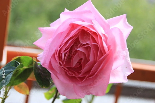 Obraz Pink Rose