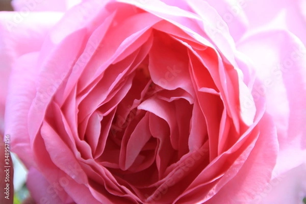 Obraz Pink Rose