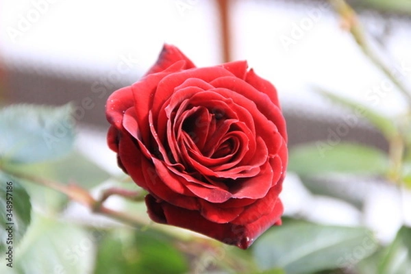 Obraz Red Rose
