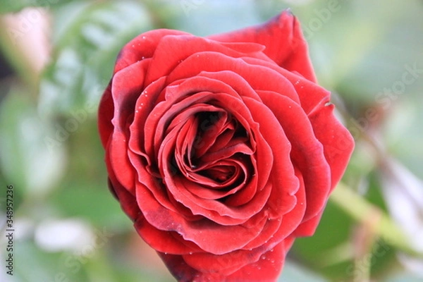 Obraz Red Rose

