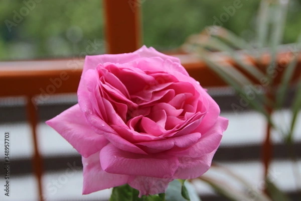 Obraz Pink Rose