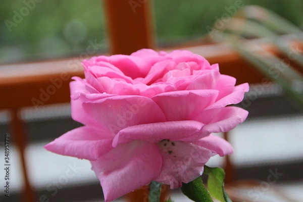 Obraz Pink Rose