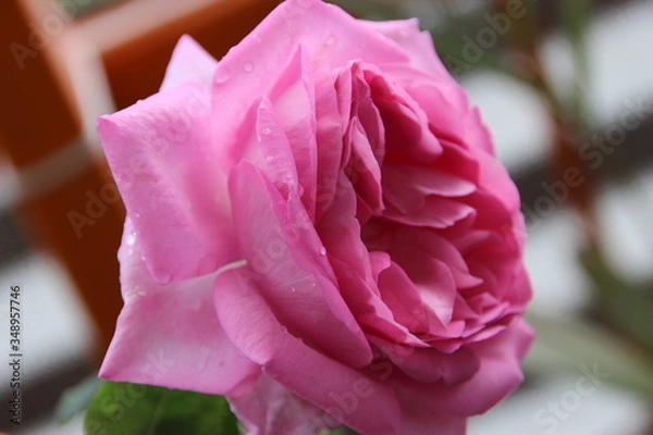 Obraz beautifull pink Rose