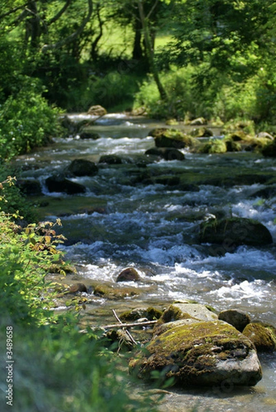 Fototapeta le torrent sous les arbres