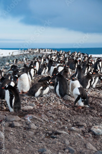 Obraz Gentoo Penguin Colony