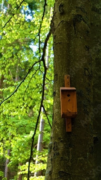 Fototapeta 
Bird feeder on the tree. In the background a green forest