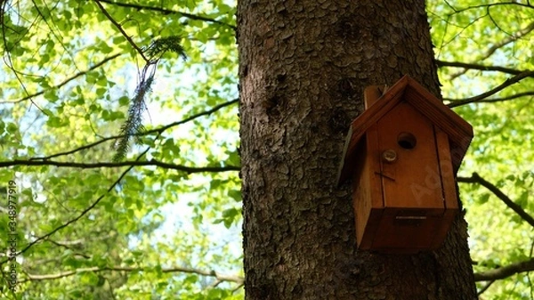 Fototapeta 
Bird feeder on the tree. In the background a green forest