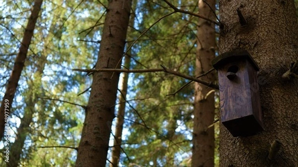 Fototapeta 
Bird feeder on the tree. In the background a green forest