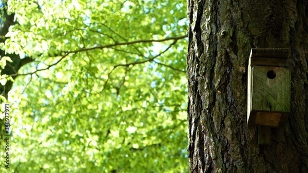 Fototapeta 
Bird feeder on the tree. In the background a green forest