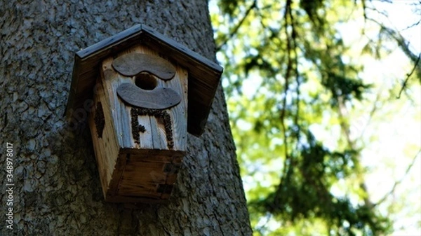 Fototapeta 
Bird feeder on the tree. In the background a green forest
