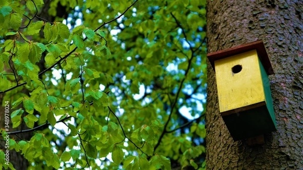 Fototapeta 
Bird feeder on the tree. In the background a green forest