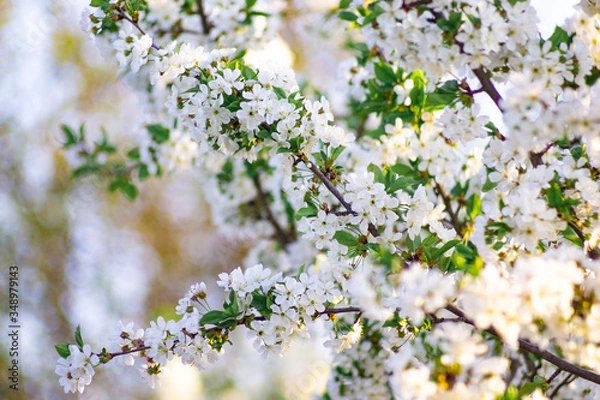 Fototapeta Branches of blossoming apricot macro with soft focus on gentle light blue sky background. For easter and spring greeting cards with beautiful floral spring abstract background of nature