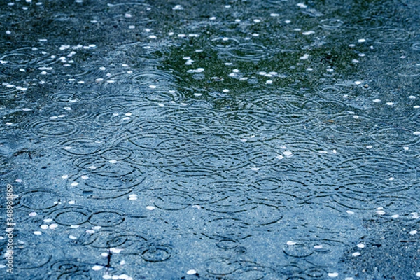 Obraz 波紋の出来た水溜まり