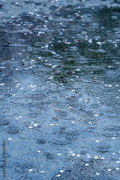 Obraz 波紋の出来た水溜まり