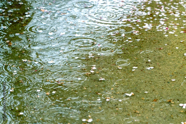 Obraz 波紋の出来た水溜まり