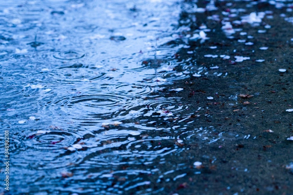Obraz 波紋の出来た水溜まり