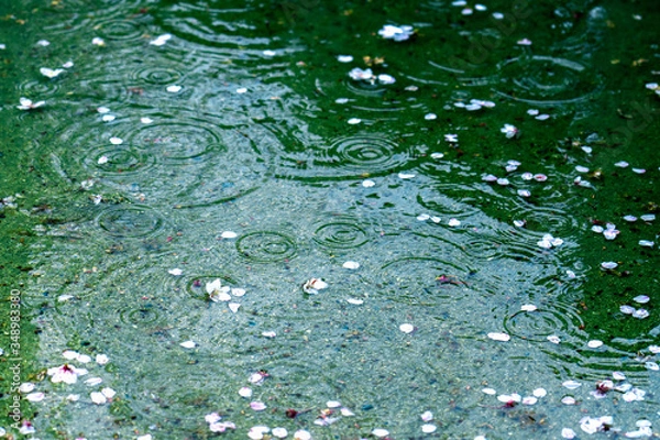 Obraz 波紋の出来た水溜まり