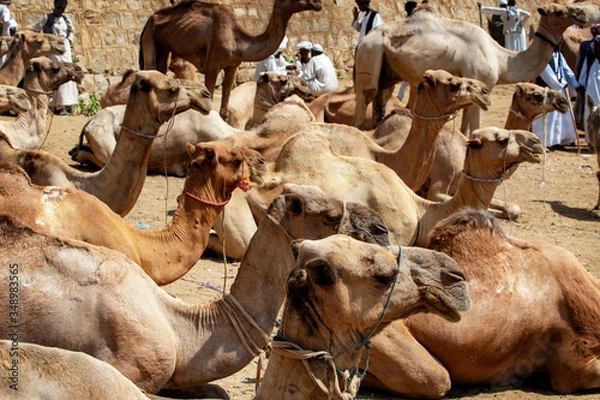 Fototapeta Camel Market