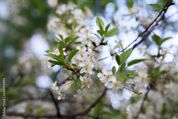 Obraz цветущая вишня,blooming cherry,