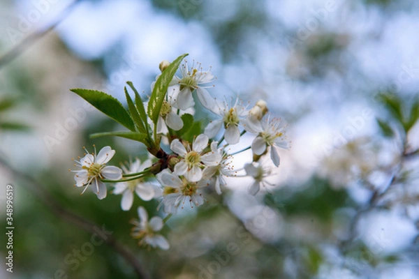 Fototapeta цветущая вишня,blooming cherry,
