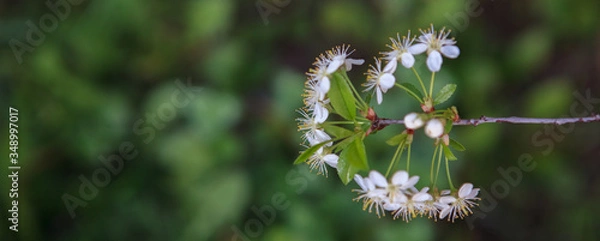 Obraz цветущая вишня,blooming cherry,