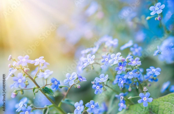 Obraz summer background with blue flowers forget me nots and the sun