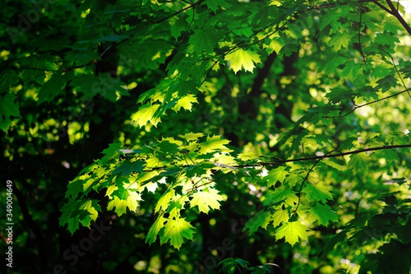 Obraz Fresh green maple foliage in spring in the forest closeup.
